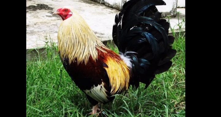 Mengenal Lebih Dekat Ayam Aduan Filipina Asli