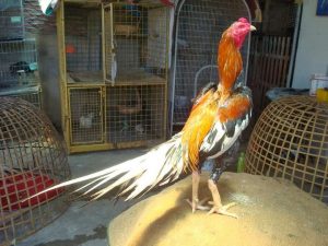 Ciri-Ciri-Ayam-Aduan-Berkualitas-Di-Lihat-Dari-Ekor