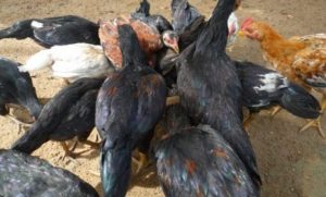Penyebab-Penyebab-Ayam-Menjadi-Kanibal-Kesesama