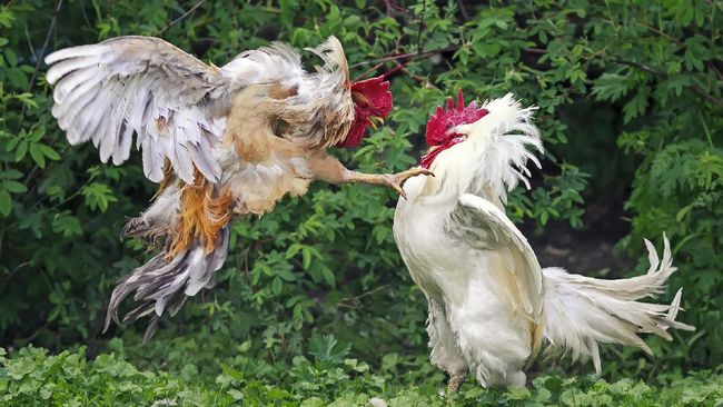 Cara-Melatih-Ayam-Aduan-Melakukan-Serangan-Dari-Atas