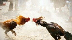 Isilah-Istilah-Serangan-Yang-Ada-Pada-Sabung-Ayam