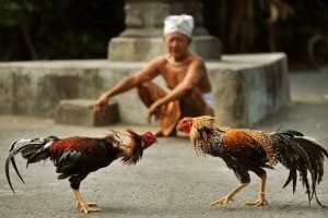 Jenis-Jenis-Ayam-Aduan-Terbaik-Asal-Indonesia