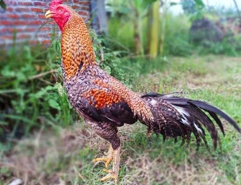 Mengenal-Ciri-Dari-Ayam-Bangkok-Jali-Blirik